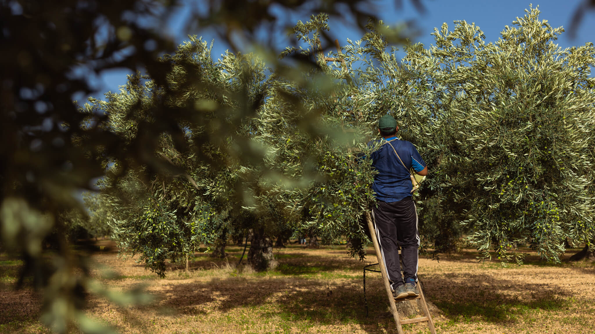 raccolta olive nocellara sicilia latomi